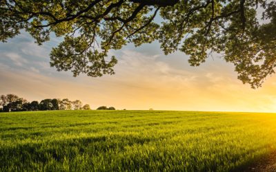 Are You a Faithful Field Worker?